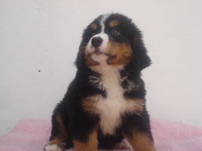 LINDOS FILHOTES DE BOIADEIRO BERNESE