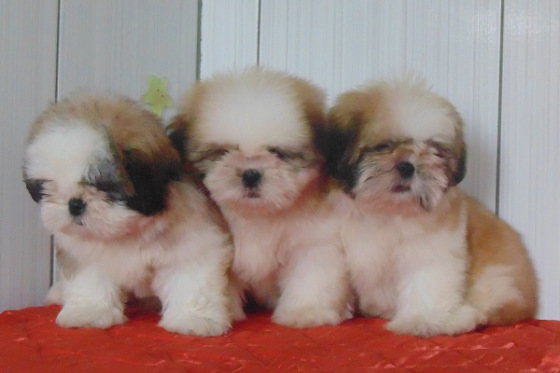 Filhotes de Shih Tzu