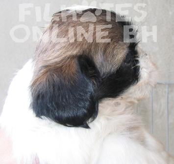 Shih Tzu a venda - Canil Filhotes On Line BH