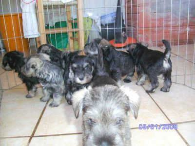 Filhotes de SCHNAUZER