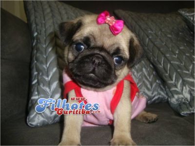 PUG EM CURITIBA LINDOS FILHOTES