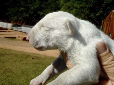 Filhotes Bull Terrier Anabrum