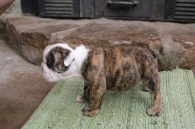 bulldogs masculino e feminino já está disponível !!!!!