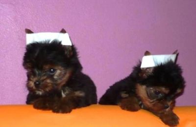 YORKSHIRE MACHINHOS 2 FILHOTES DISPONIVEIS VALOR 400,00 REAIS