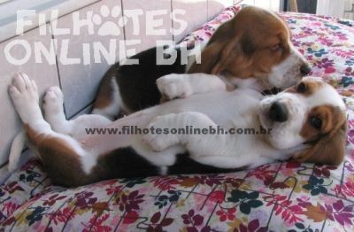 Basset Hound  - Canil Filhotes On Line BH