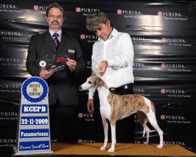 Whippet, Linhagem de campeões, filhotes tigrados e azuis R$1.500