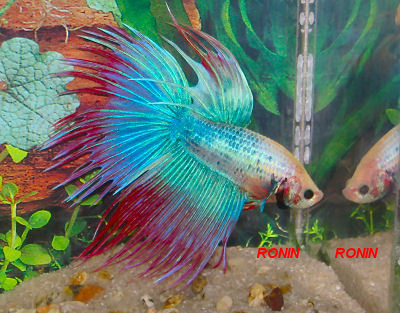 PEIXES BETTAS PARA  FESTAS E ANIVERSÁRIOS