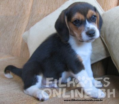 Hamster Chines filhotes a venda - Puppies for sale