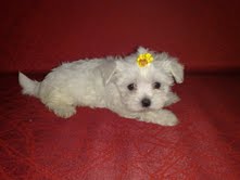 Maltês Fêmea Micrissima com 5 meses