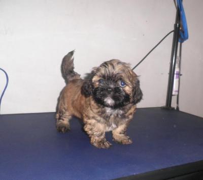 Filhote de Lhasa Apso Fêmea
