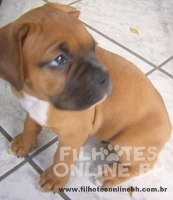 Boxer a venda - Canil Filhotes On Line BH