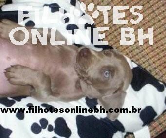 Weimaraner a venda - Canil Filhotes On Line BH