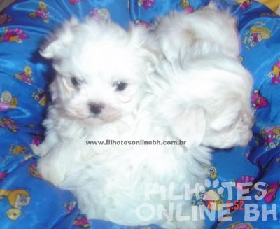 Maltes filhotes a venda - Puppies for sale