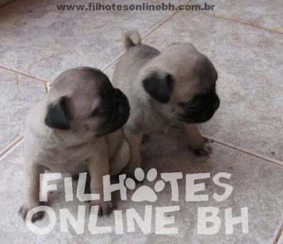 Pug filhotes a venda - Puppies for sale