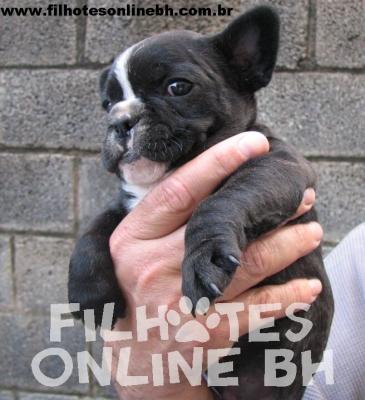 Bulldog Frânces a venda - Canil Filhotes On Line BH
