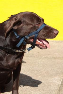 Coleira Halti Comando Animal 