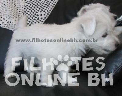 Westie IG - a venda - Canil Filhotes On Line BH  