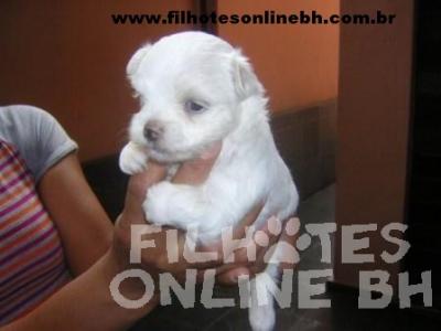Maltês a venda - Canil Filhotes On Line BH  