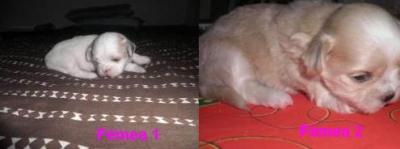 Lindos Filhotes de Lhasa Apso