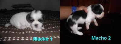 Lindos Filhotes de Lhasa Apso