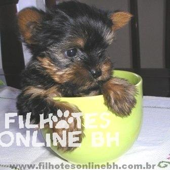 Yorkshire filhotes a venda - Puppies for sale