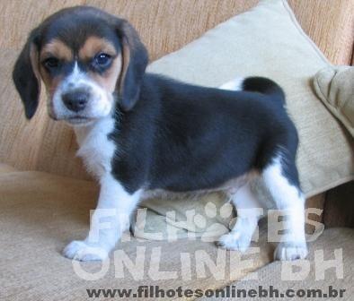 Beagle a venda - Canil Filhotes On Line BH 