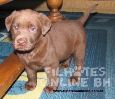 Labrador a venda - Canil Filhotes On Line BH