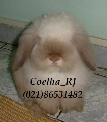 Mini coelhos R$70,00