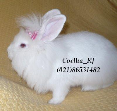 Mini coelhos R$70,00