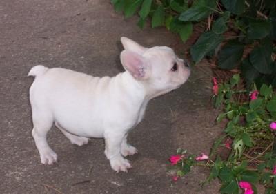 adorável cão bull fêmea francês para adopção