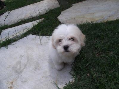 MALTÊS FILHOTES COM PEDIGREE