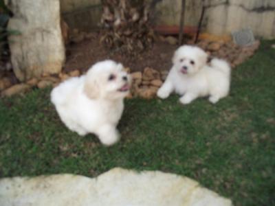 MALTÊS FILHOTES COM PEDIGREE