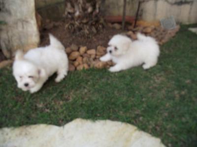 MALTÊS FILHOTES COM PEDIGREE