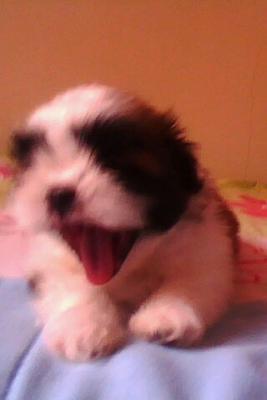 Vende-se lindos filhotes de shitzu!