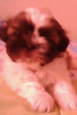 Vende-se lindos filhotes de shitzu!