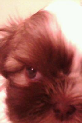 Vende-se lindos filhotes de shitzu!