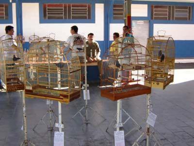 Criatorio Curio minas