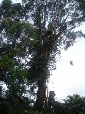 corte e poda de arvoreslimpeza e conservação de jardins.