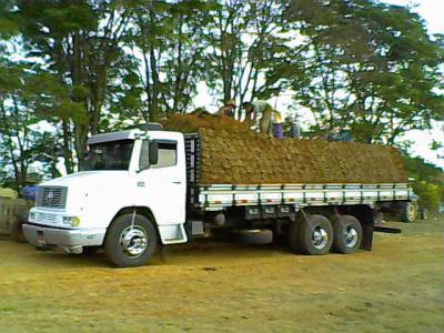 Mudas de Grama Direto do Produtor