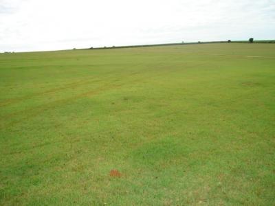 Mudas de Grama Direto do Produtor