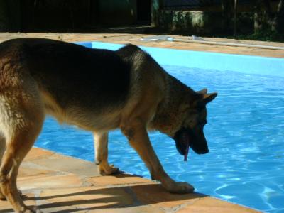 vendo lindos filhotes de pastor alemão...300,00 reais.