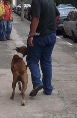 Dogwalker - Paseador de cães -