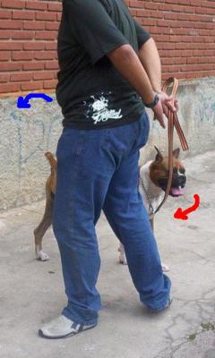 Dogwalker - Paseador de cães -