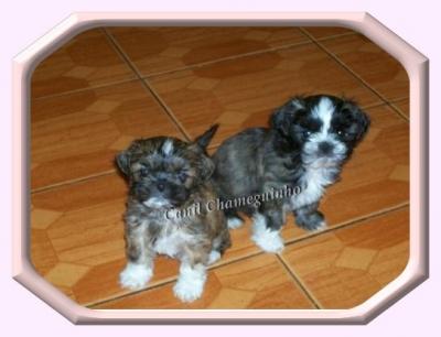 Lhasa Apso - Shih-Tzu - Yorkshire - Poodle - Dachshund