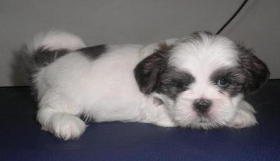 Filhotes de Lhasa Apso Macho