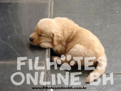 Golden Retriever a venda - Canil Filhotes On Line BH 