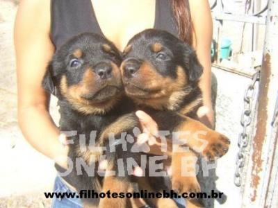 Rottweiler a venda - Canil Filhotes On Line BH 