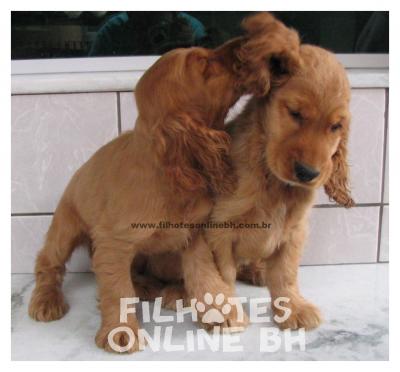 Cocker filhotes a venda - Canil Filhotes On Line BH  