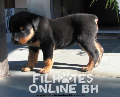 Rottweiler filhote a venda - Canil Filhotes On Line BH