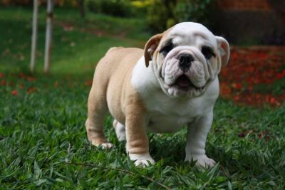bulldog ingles 